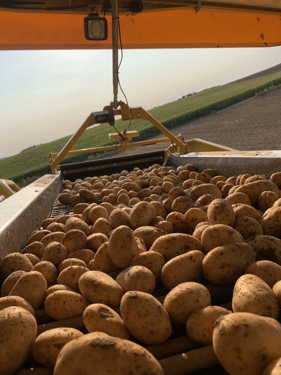 Kartoffeln 10